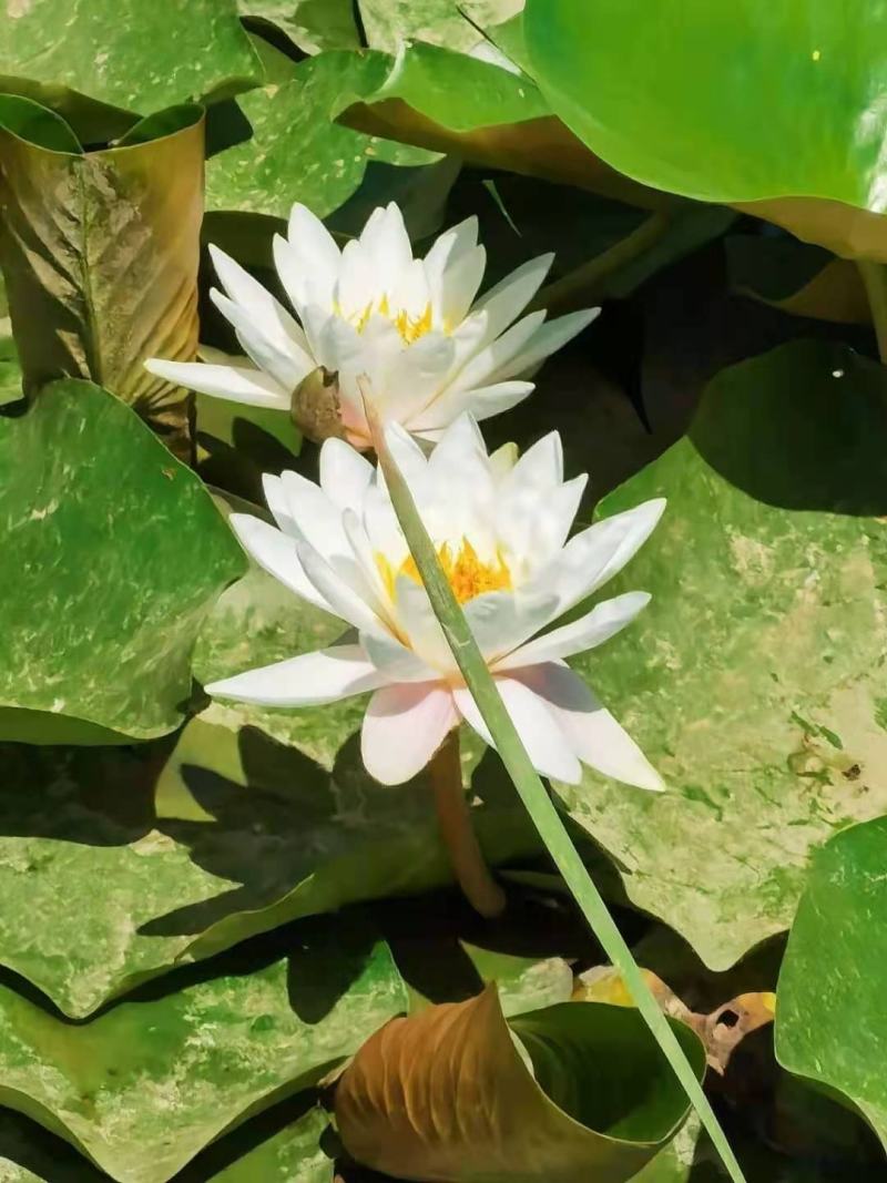 睡莲苗，普通颜色，四色