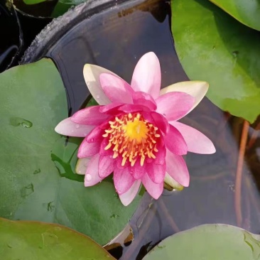 睡莲苗，普通颜色，四色