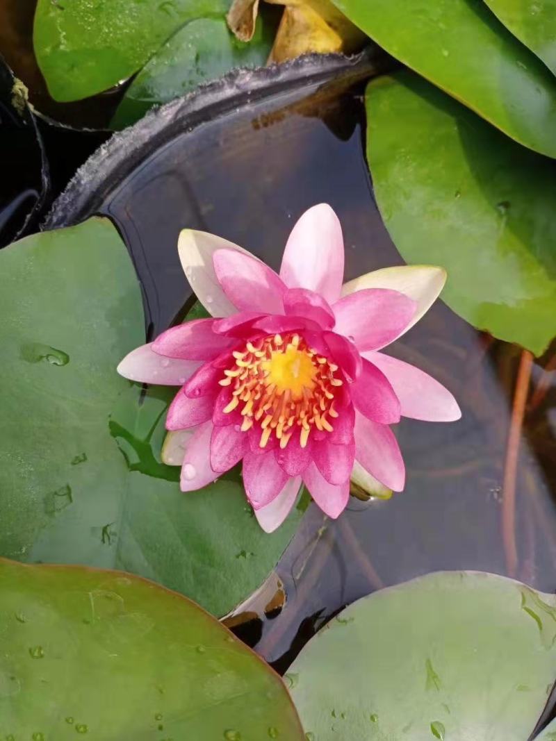 睡莲苗，普通颜色，四色