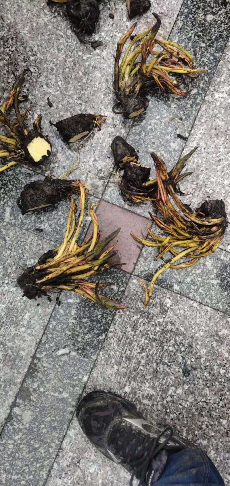 睡莲苗，普通颜色，四色