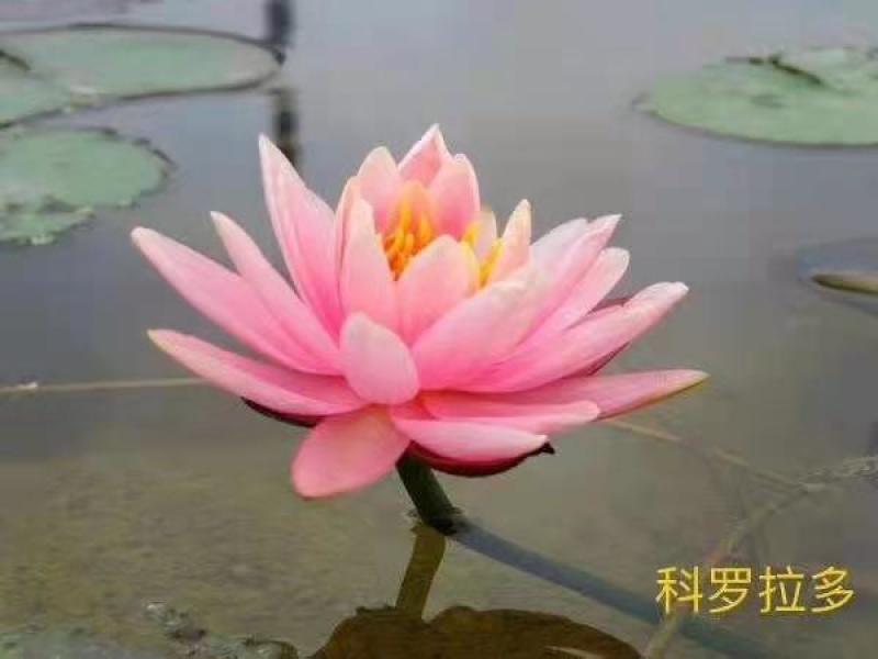 精品睡莲苗。多色，包成活