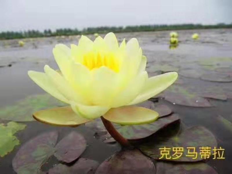 精品睡莲苗。多色，包成活