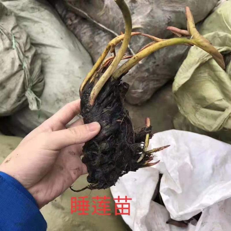 精品睡莲苗。多色，包成活