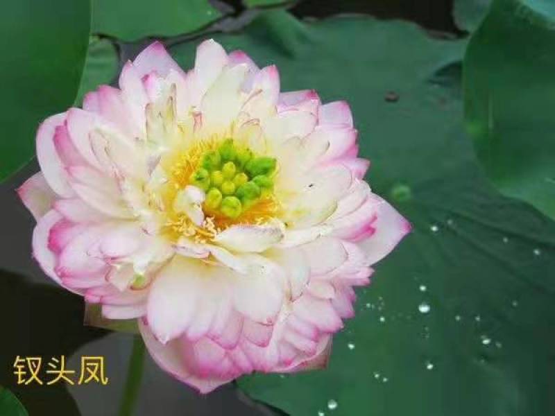 精品荷花苗，品种多。分色