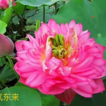 精品荷花苗，品种多。分色