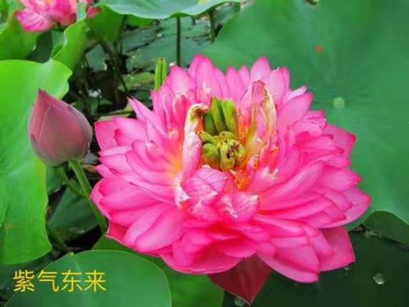 精品荷花苗，品种多。分色
