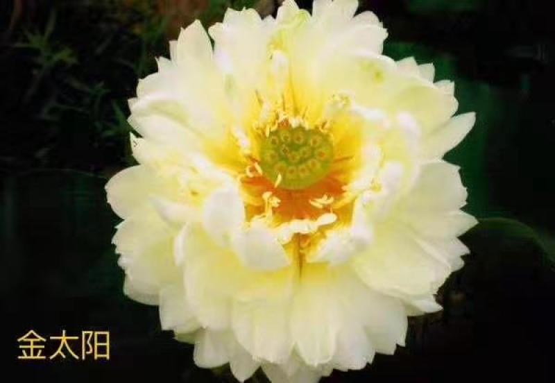 精品荷花苗，品种多。分色
