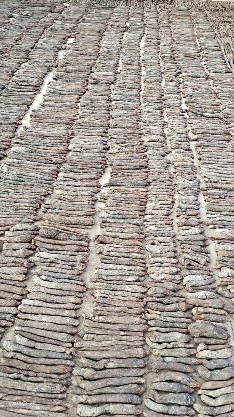 精品锁阳新货大量批发，场地直销货好特惠各种规格欢迎咨询