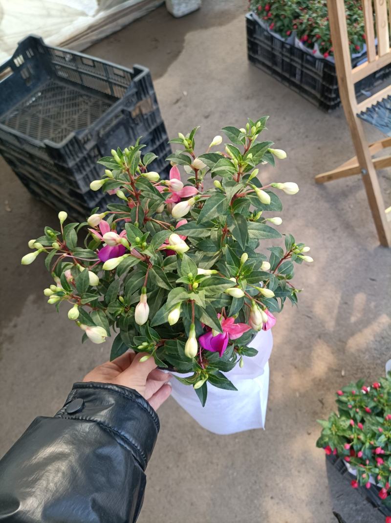 倒挂金钟盆栽植物花卉也叫灯笼花倒挂金钟花苞多