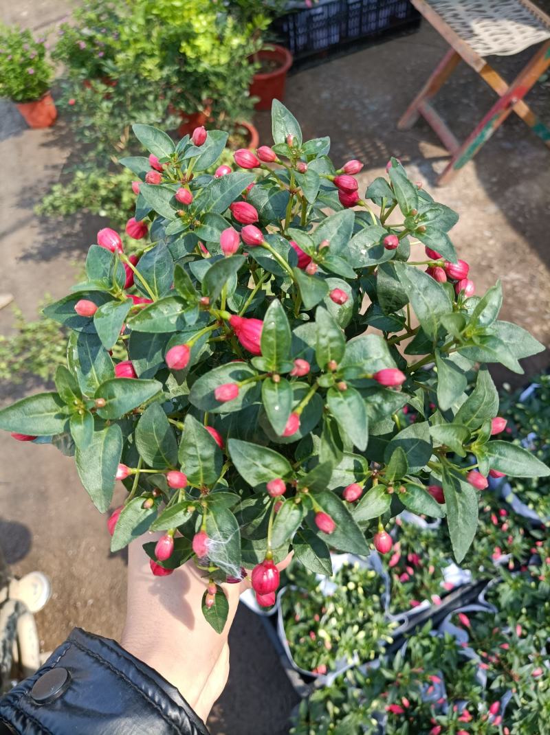 倒挂金钟盆栽植物花卉也叫灯笼花倒挂金钟花苞多