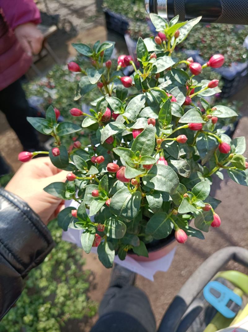 倒挂金钟盆栽植物花卉也叫灯笼花倒挂金钟花苞多