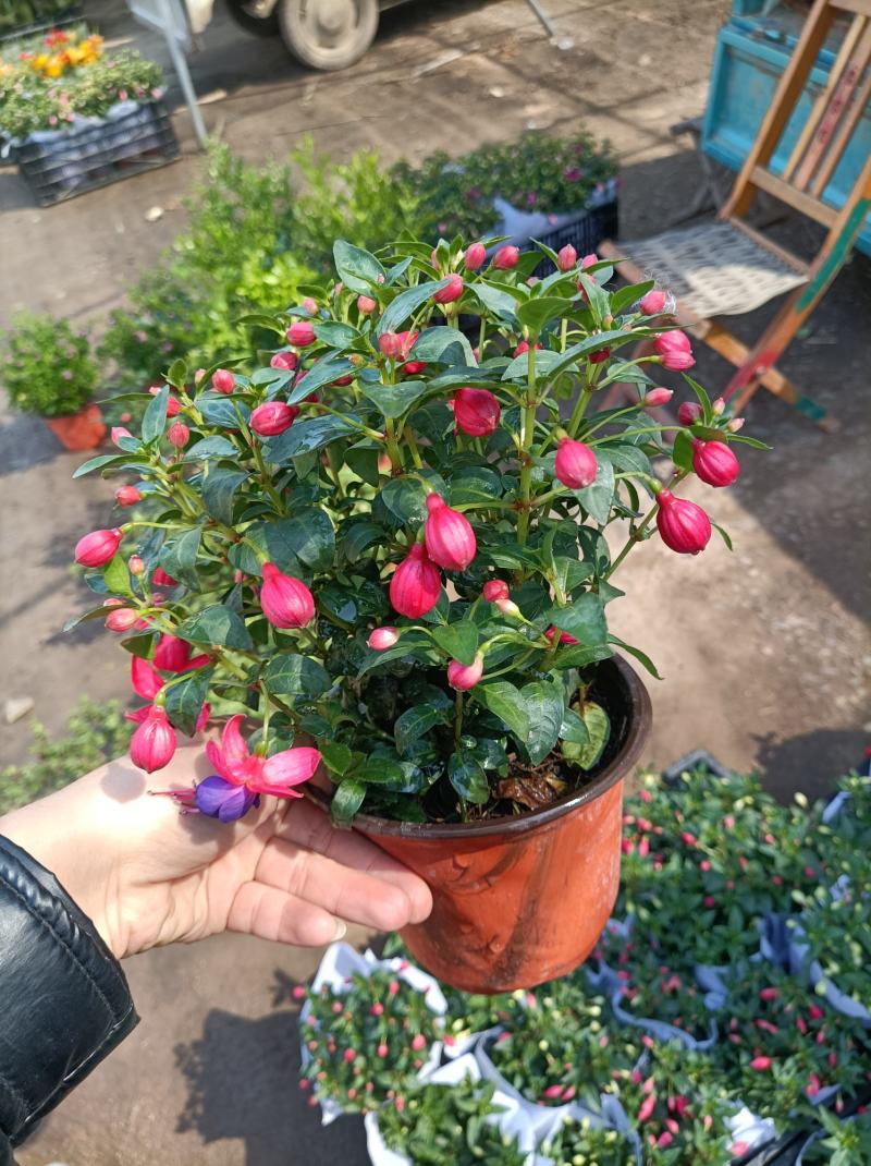 倒挂金钟盆栽植物花卉也叫灯笼花倒挂金钟花苞多