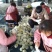 【推荐】砀山皇冠梨，大量上市，价格便宜，有要的联系