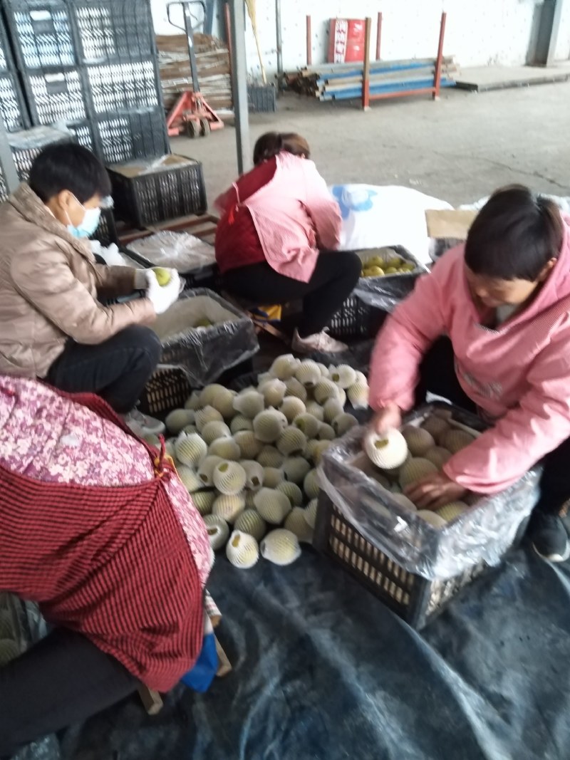 【推荐】砀山皇冠梨，大量上市，价格便宜，有要的联系
