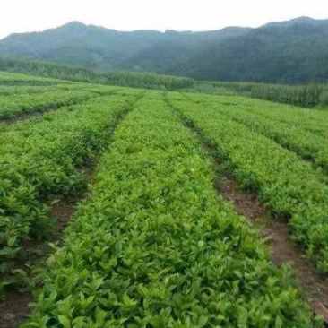 五味子苗，清远原中药材种苗繁育基地常年供应，自己家经营，
