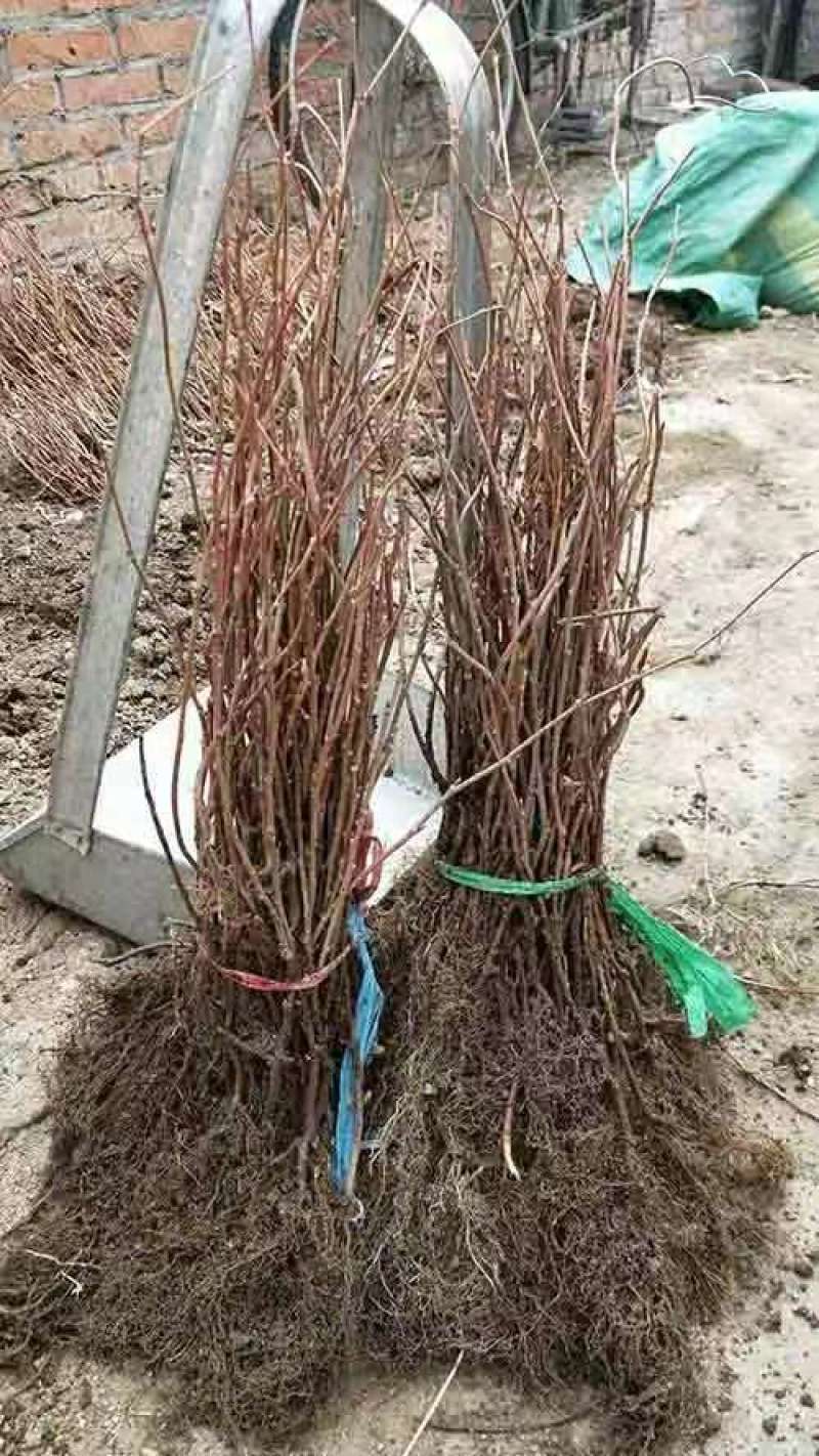 五味子苗，清远原中药材种苗繁育基地常年供应，自己家经营，