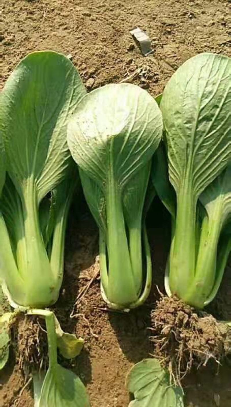 精品小棵油菜！质量好！价格美丽！