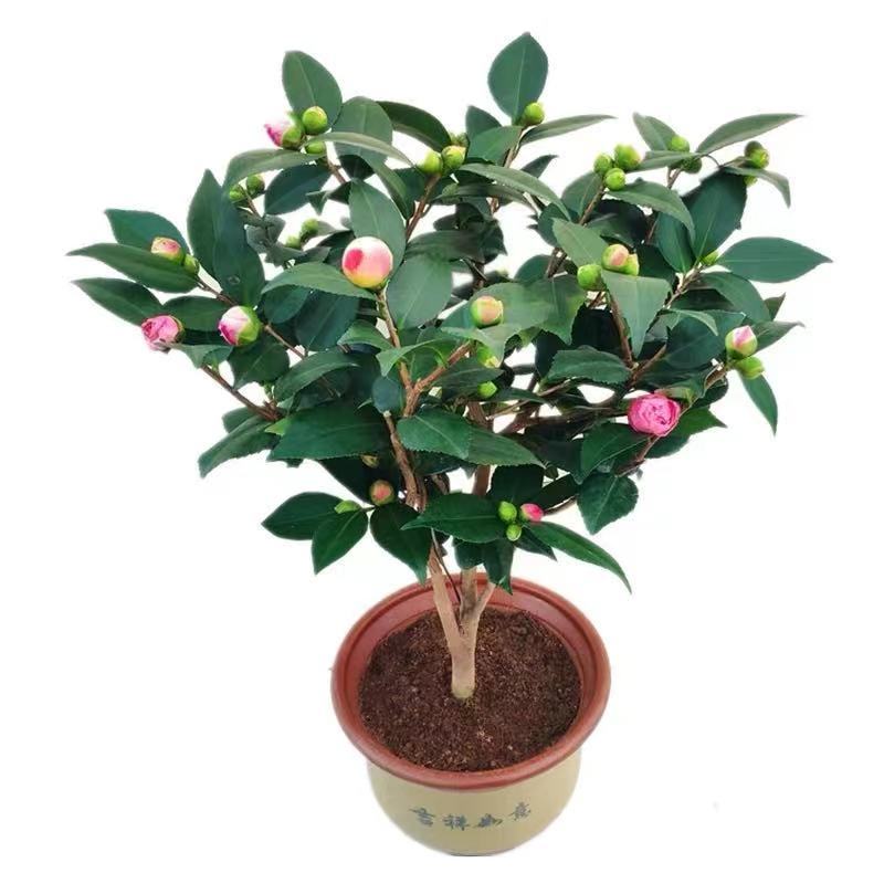 精品茶花苗茶花树苗高档绿植盆栽花卉山茶花苗扦插茶花