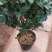 精品茶花苗茶花树苗高档绿植盆栽花卉山茶花苗扦插茶花