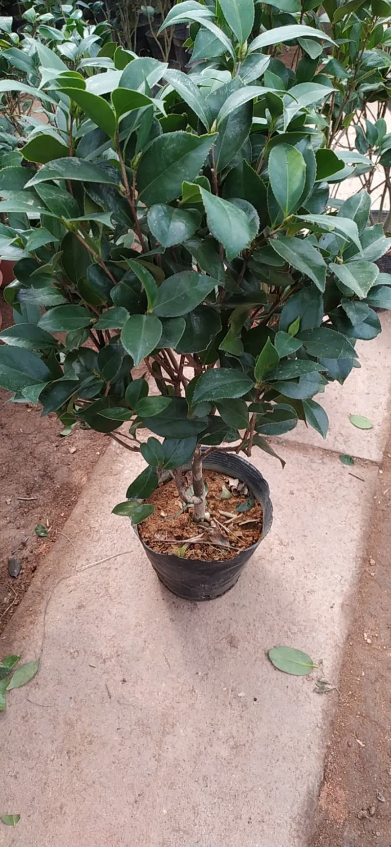 精品茶花苗茶花树苗高档绿植盆栽花卉山茶花苗扦插茶花