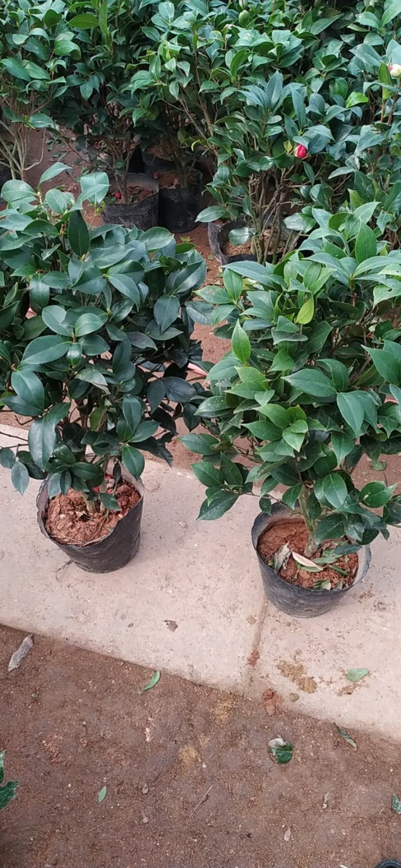 精品茶花苗茶花树苗高档绿植盆栽花卉山茶花苗扦插茶花