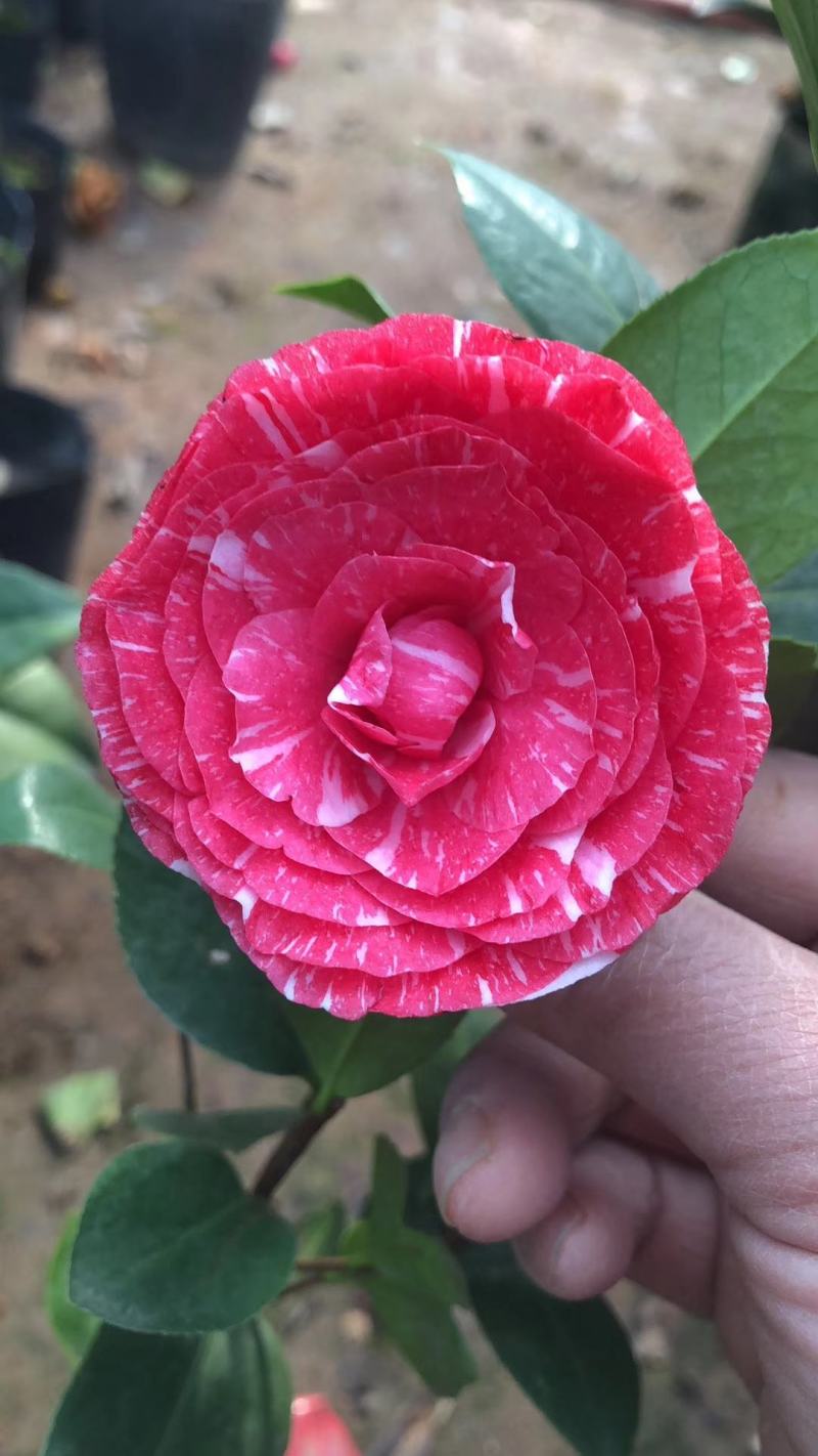 精品茶花苗茶花树苗高档绿植盆栽花卉山茶花苗扦插茶花