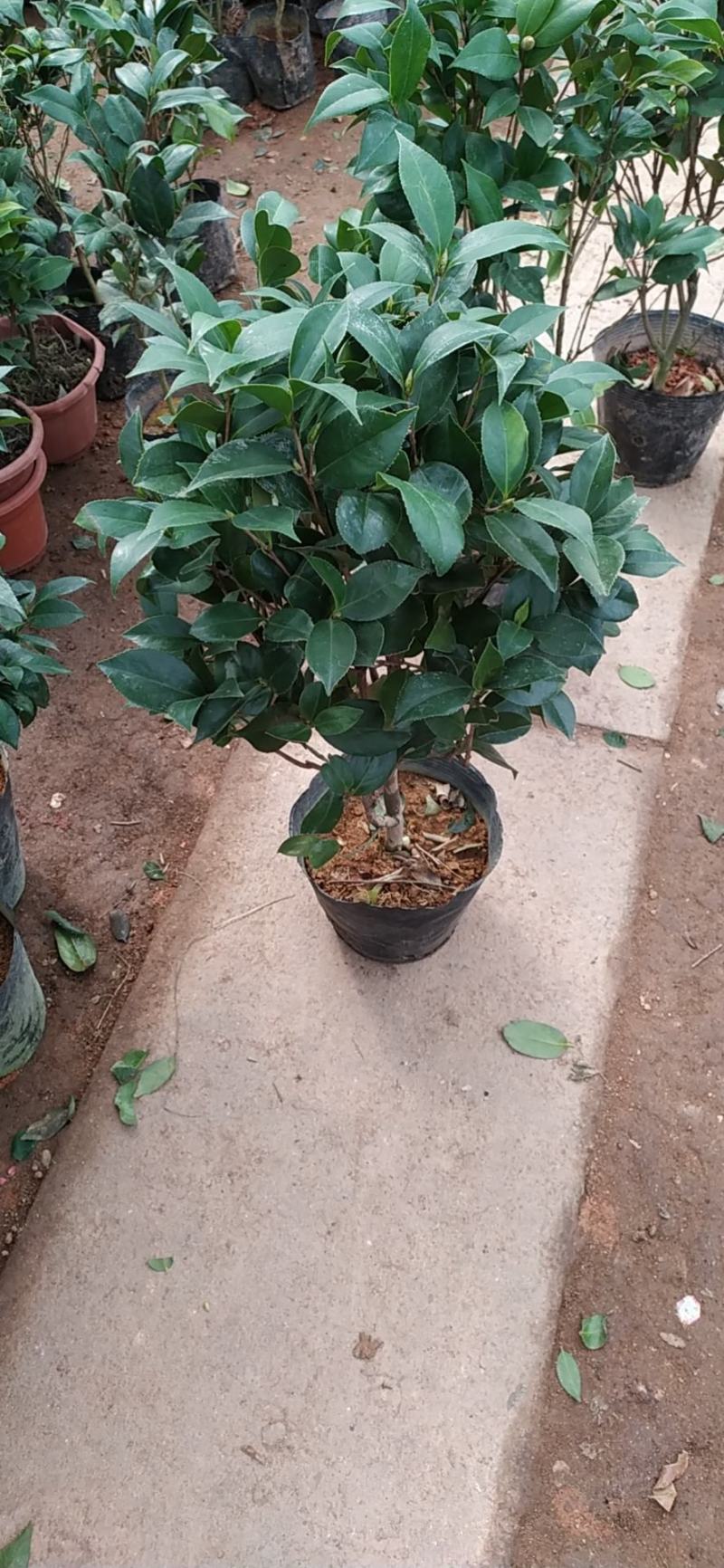 精品茶花苗茶花树苗高档绿植盆栽花卉山茶花苗扦插茶花