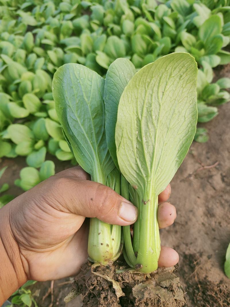 精品小棵油菜！质量好！价格美丽！