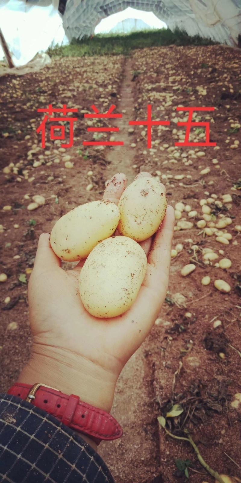 【推荐】甘肃定西优质高原土豆原原种品种齐全微型薯