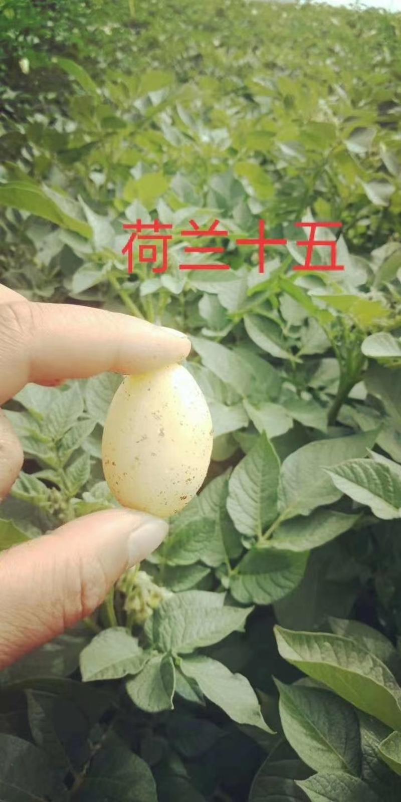 【推荐】甘肃定西优质高原土豆原原种品种齐全微型薯