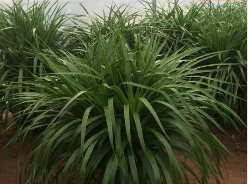 龙须树客厅大型绿植盆栽铁树多头龙血树办公室净化空气吸甲醛
