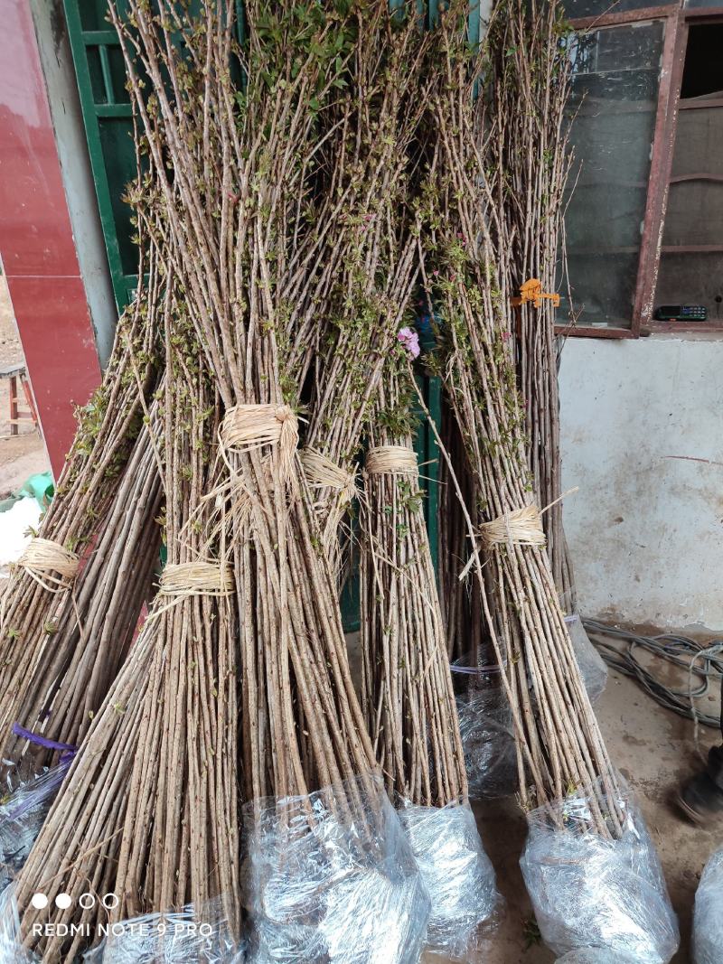 樱花苗樱花树苗日本樱花小苗嫁接早樱晚樱盆栽庭院绿化苗