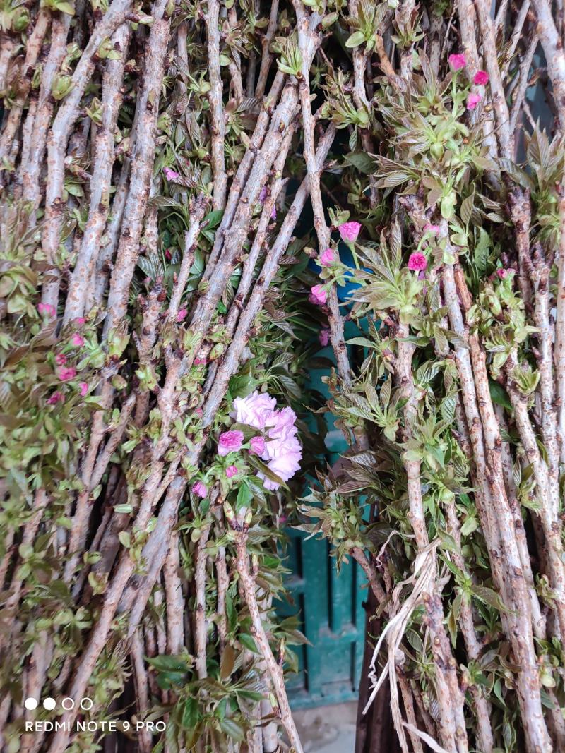 樱花苗樱花树苗日本樱花小苗嫁接早樱晚樱盆栽庭院绿化苗