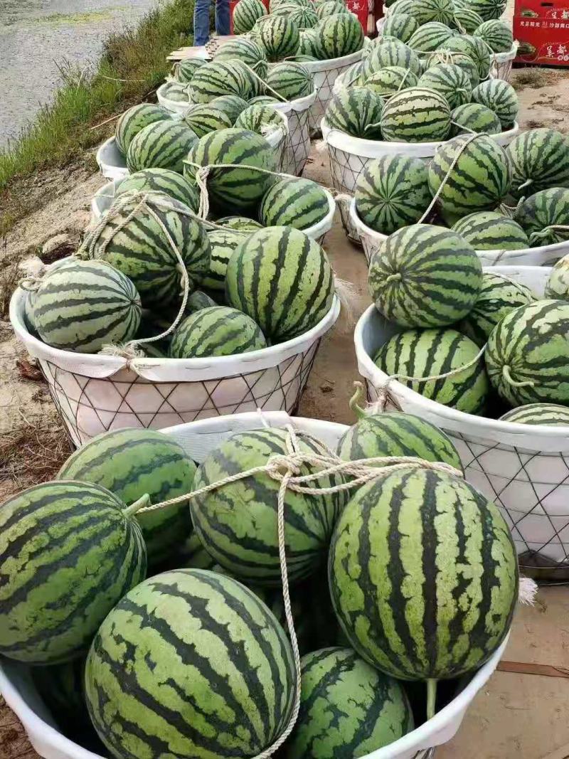 【牛商推荐】大棚8424西瓜万亩基地质量保证代发全国