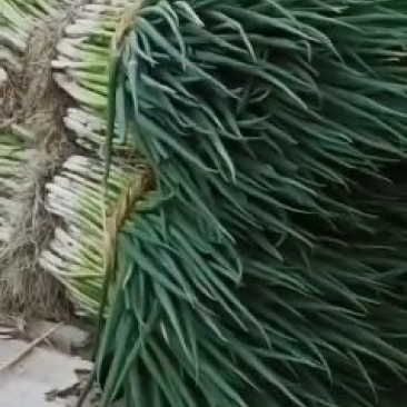 分葱，香葱，大葱，水洗葱，常年供应四季分葱，需要的联系我