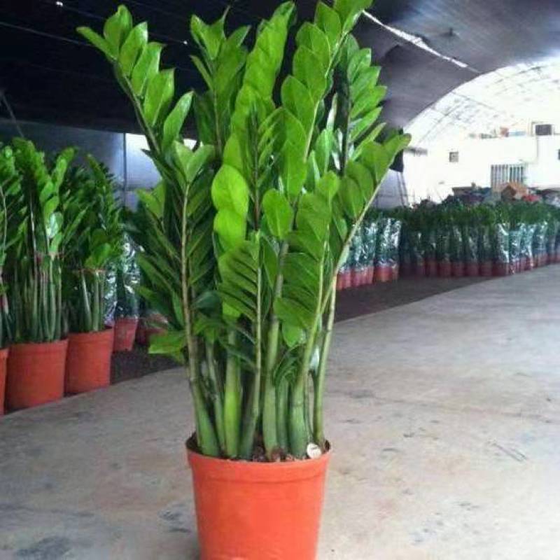 金钱树盆栽植物钱串子大棵室内招财客厅绿植吸甲醛净化空气发