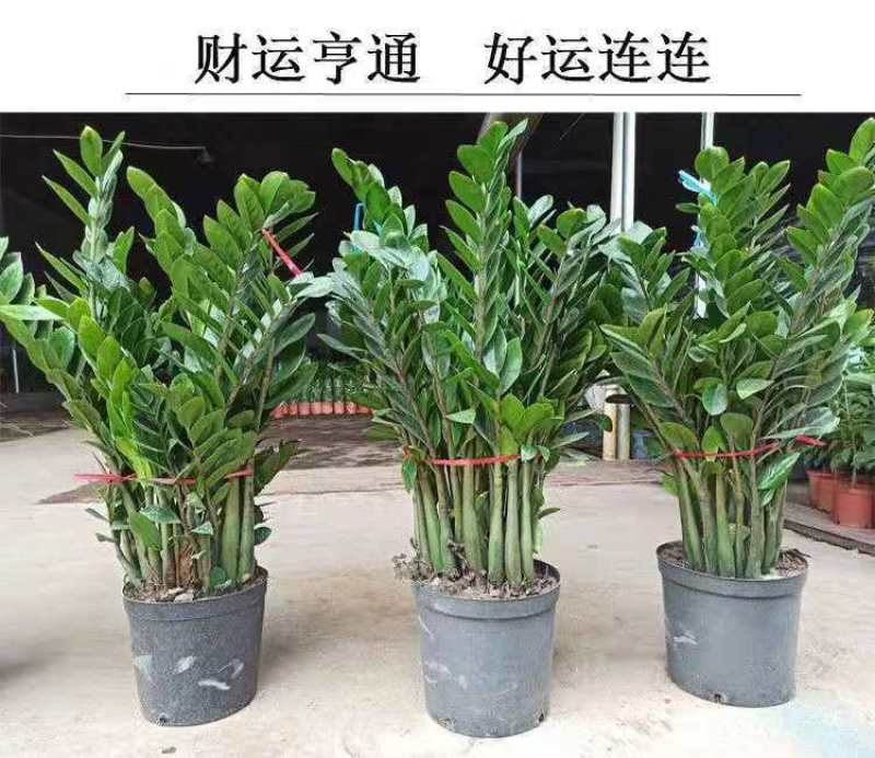 金钱树盆栽植物钱串子大棵室内招财客厅绿植吸甲醛净化空气发