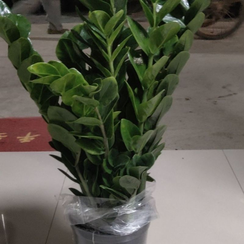 金钱树盆栽植物钱串子大棵室内招财客厅绿植吸甲醛净化空气发