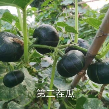 广东邦农开平慧明合作社贝贝南瓜百亩基地开园，欢迎合作！