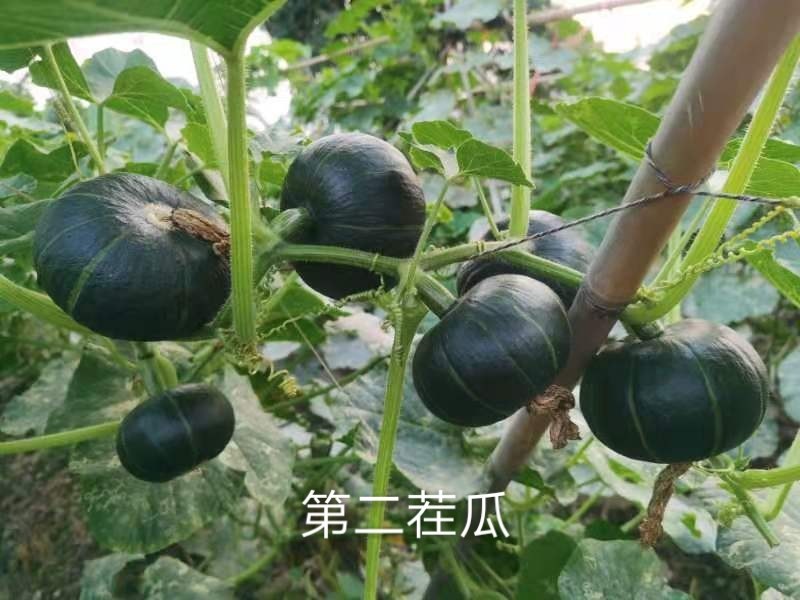 广东邦农开平慧明合作社贝贝南瓜百亩基地开园，欢迎合作！