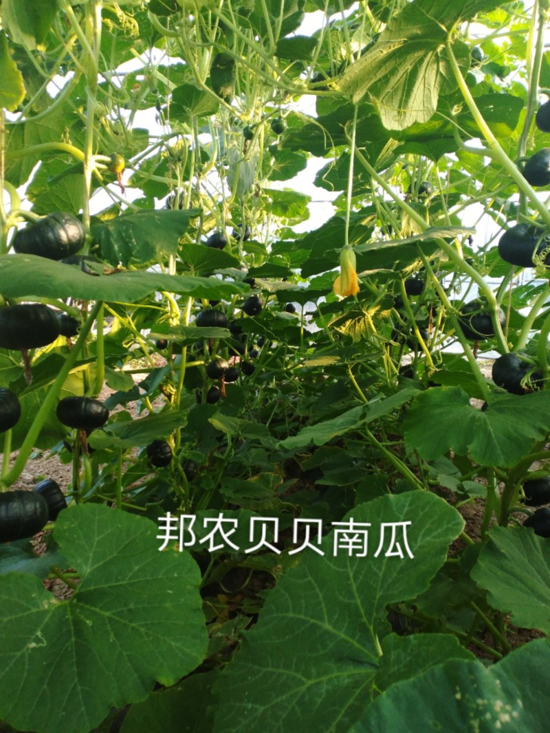 广东邦农开平慧明合作社贝贝南瓜百亩基地开园，欢迎合作！