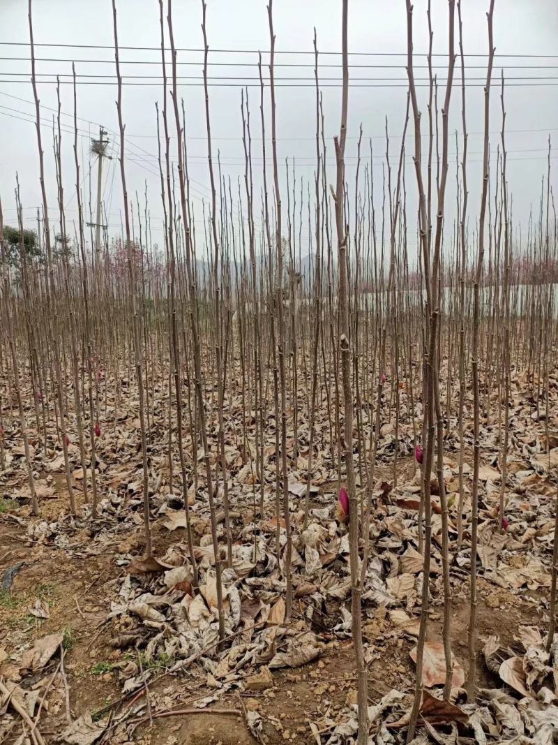 河南玉兰苗，红玉兰苗，红黄白紫玉兰树苗，