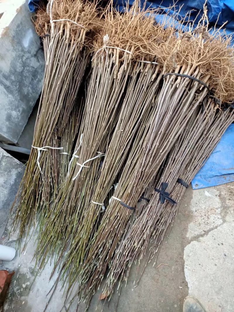 河南玉兰苗，红玉兰苗，红黄白紫玉兰树苗，