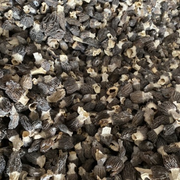 特价处理羊肚菌500克