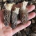 特价处理羊肚菌500克