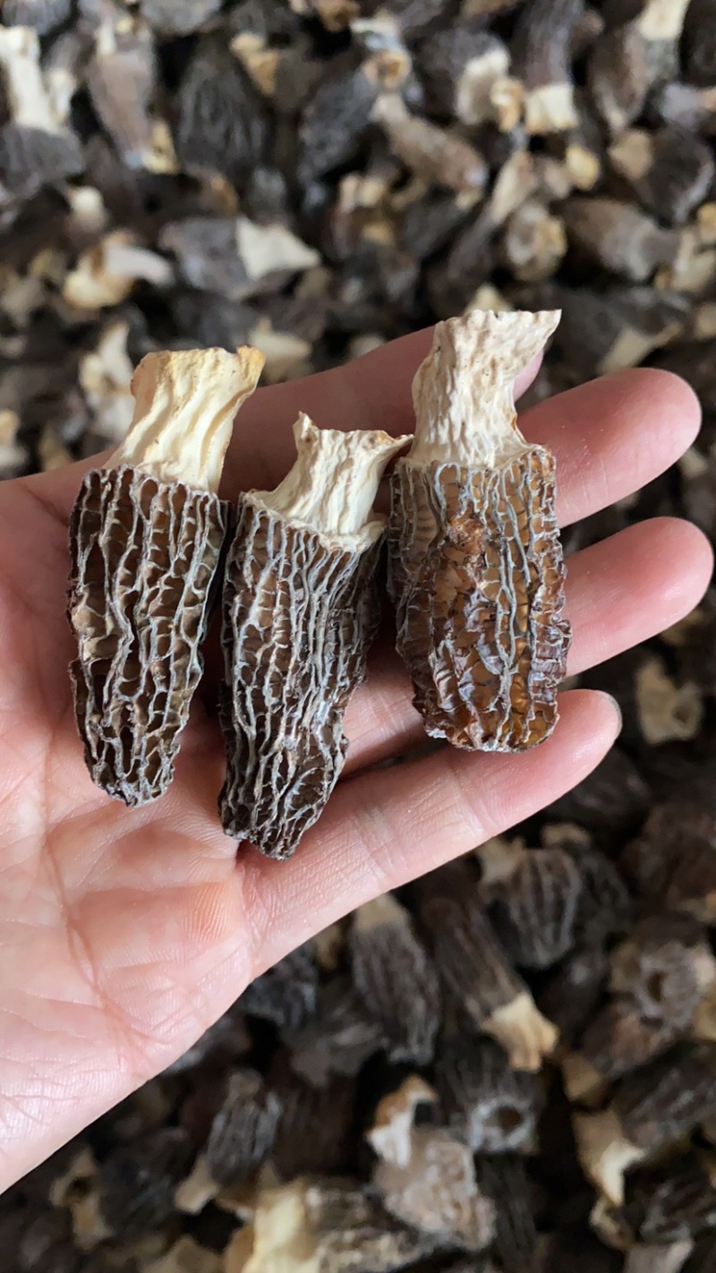 特价处理羊肚菌500克
