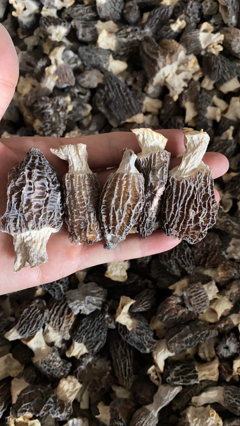 特价处理羊肚菌500克