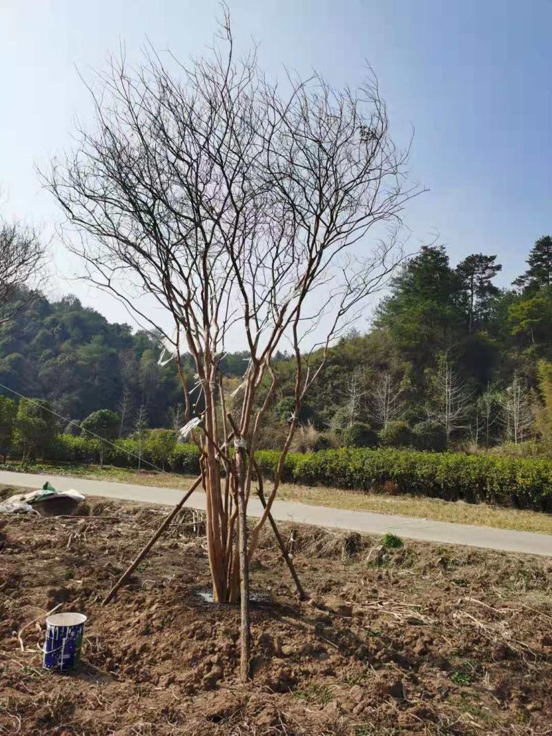 丛生紫薇地径28公分，易种植，产地发货，质量保证