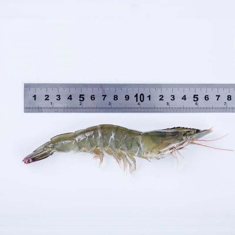新鲜大虾超大新鲜冷冻海鲜深海虾青虾冻虾整箱