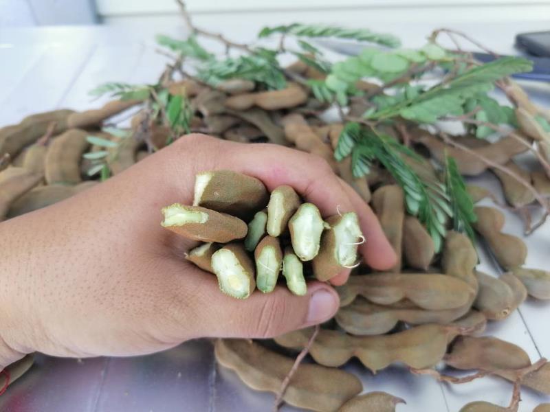 酸角有货源需要的老板请下单